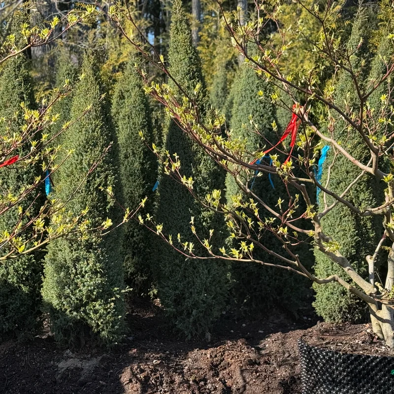 Žydinčio krūmo sodinukas