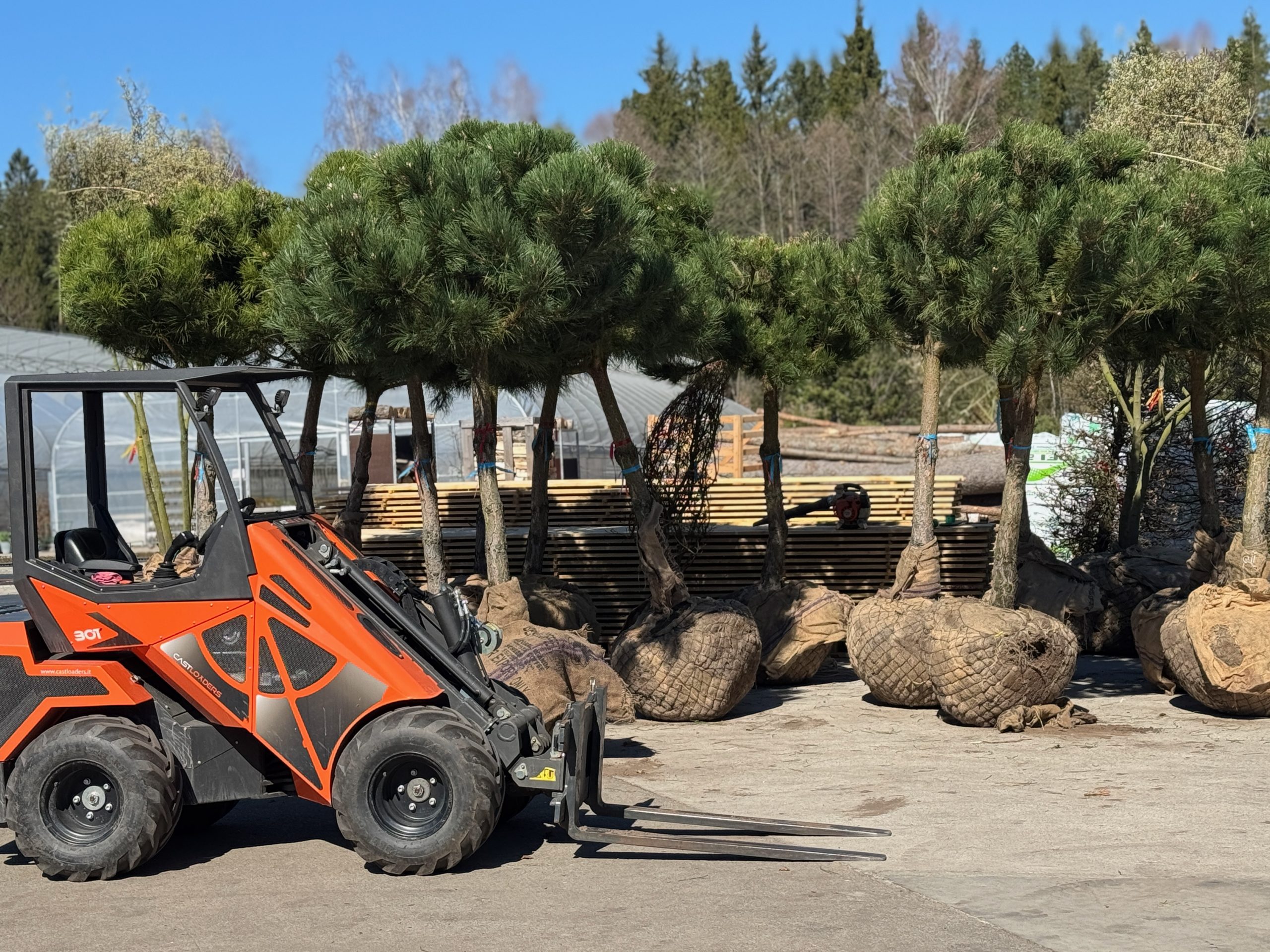 Spygliuočio dekoratyvinis augalas