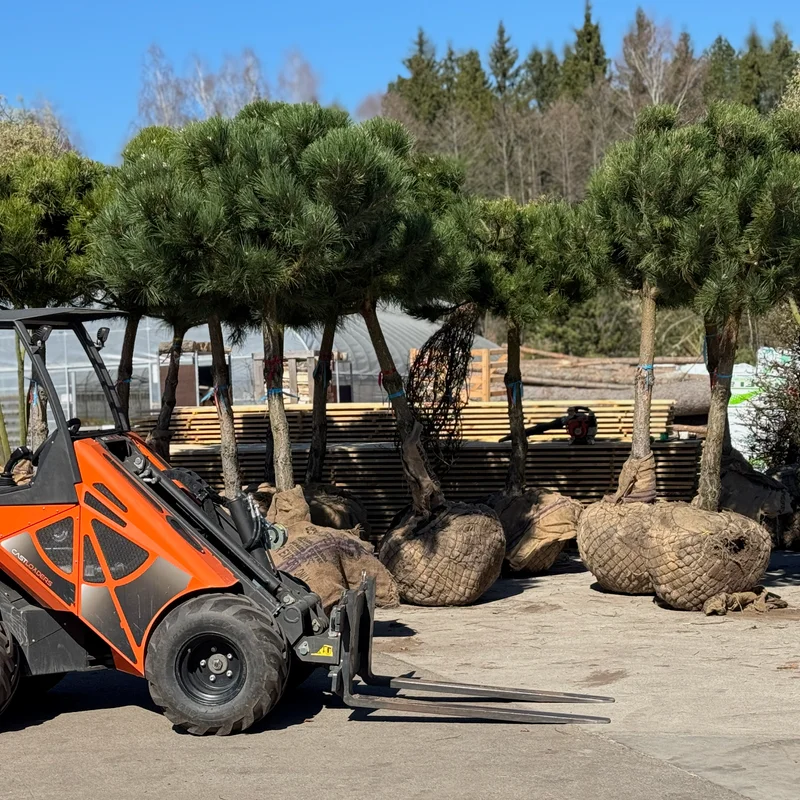 Spygliuočio dekoratyvinis augalas