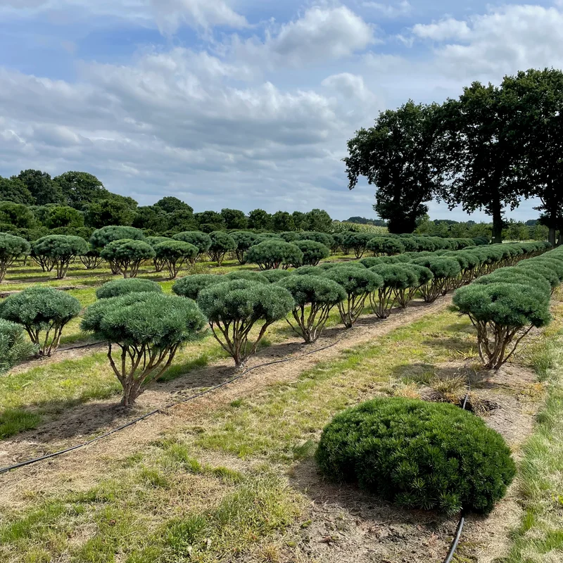 Žaliasis dekoratyvinis augalas