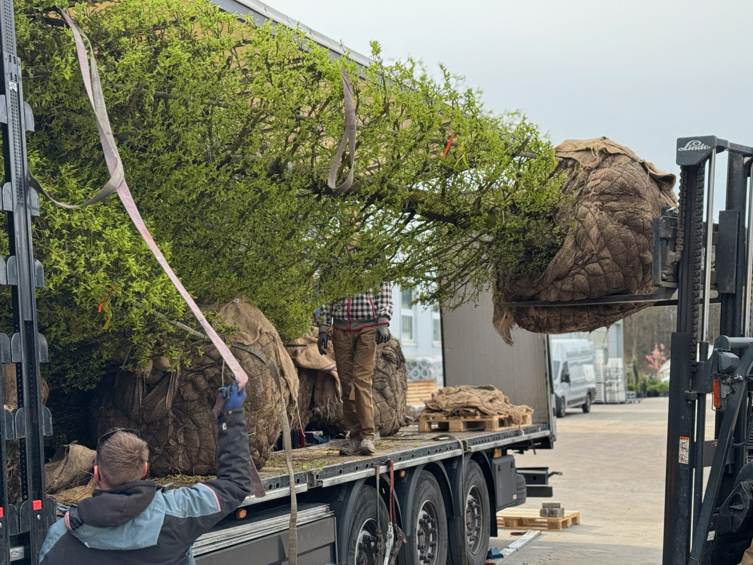 Lapuočio sodinukas medelyne