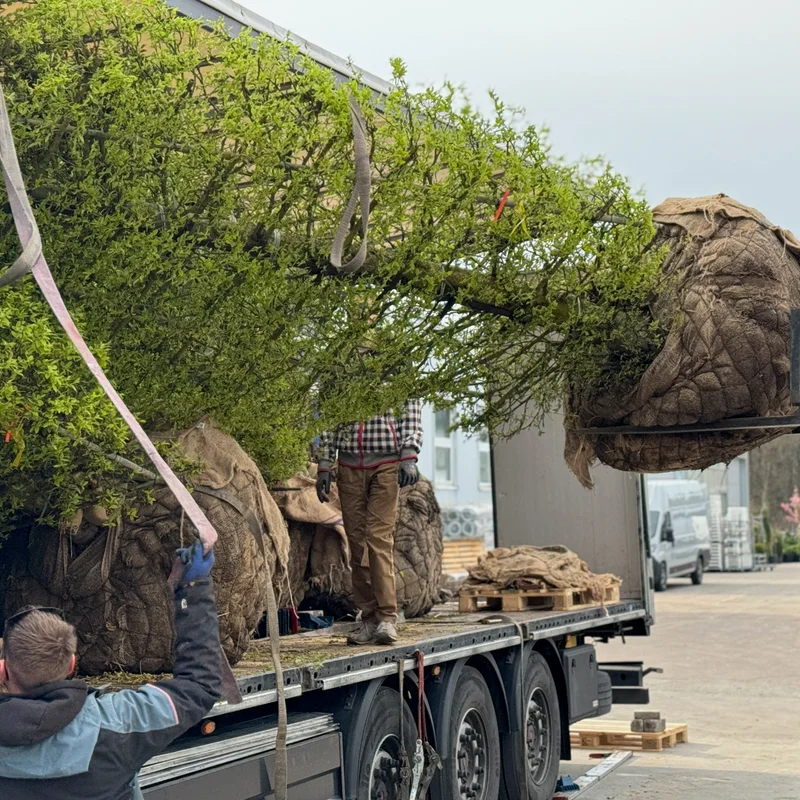 Lapuočio sodinukas medelyne