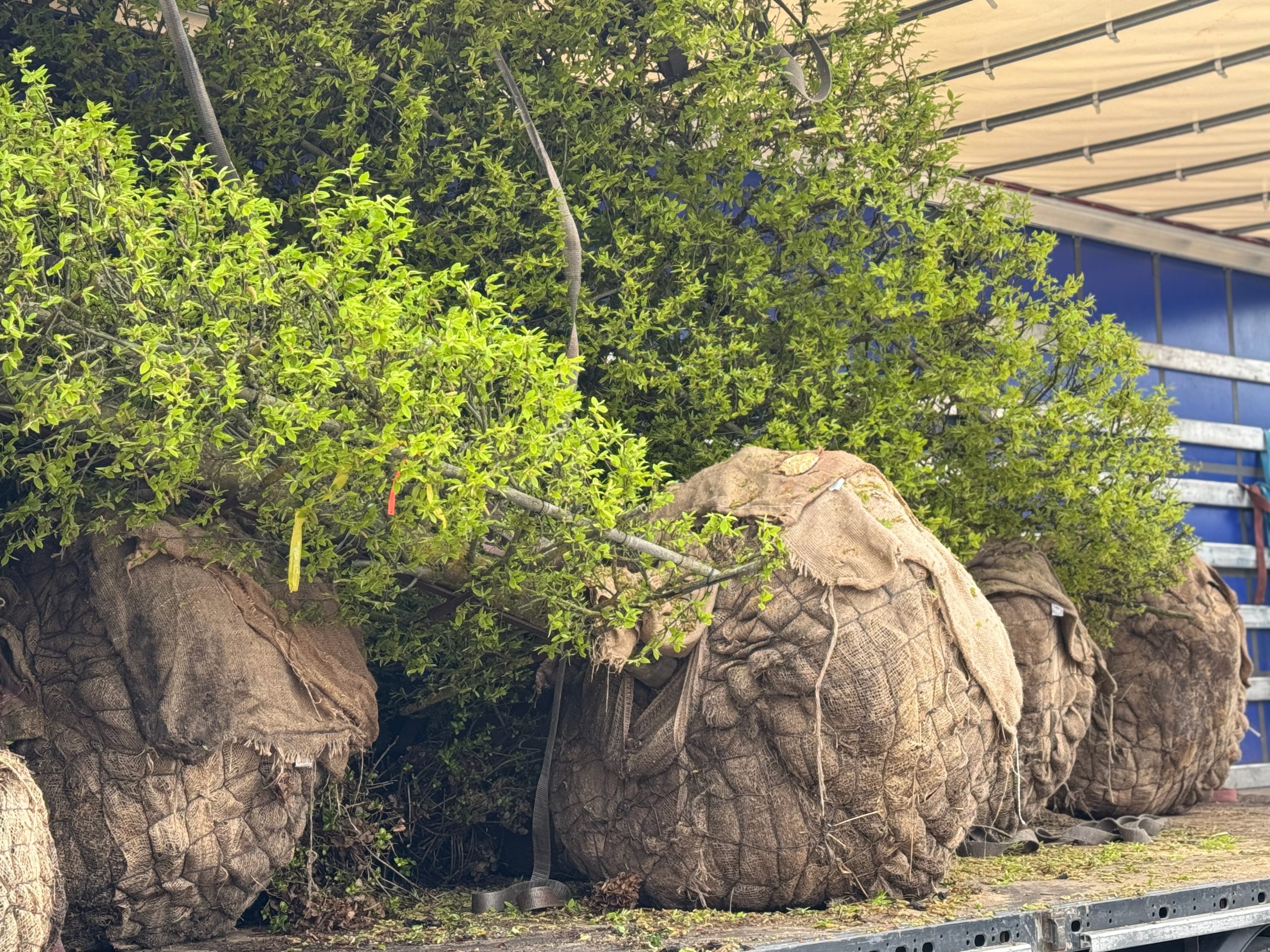 Žemaūgis dekoratyvinis augalas