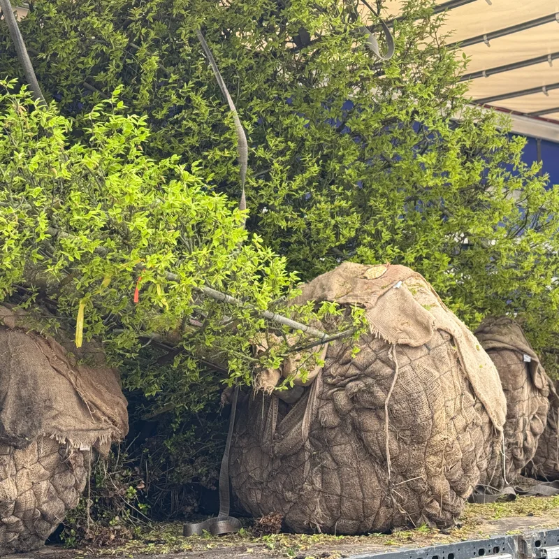 Žemaūgis dekoratyvinis augalas