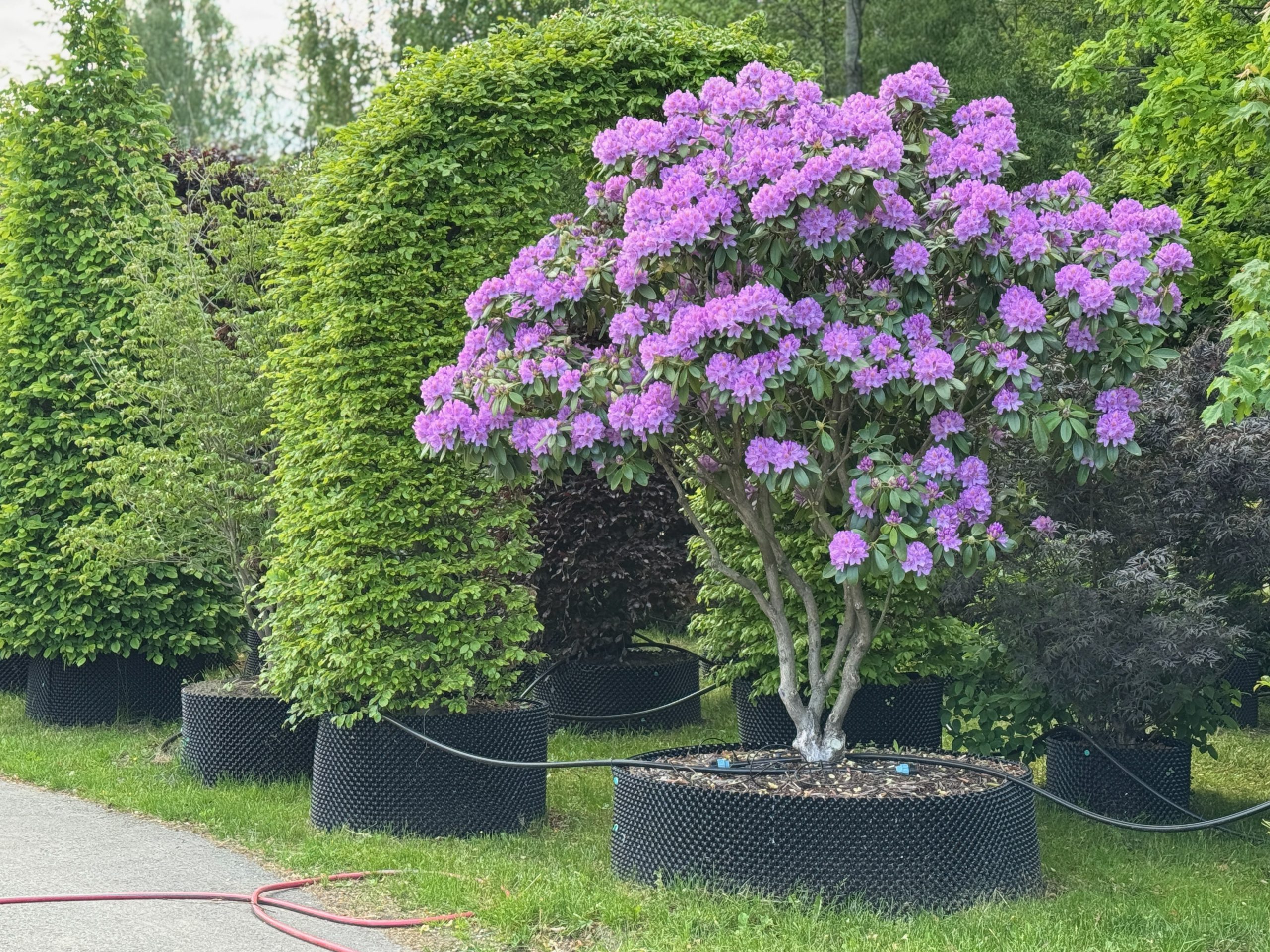 Dekoratyvinis krūmas su rudeniniais lapais