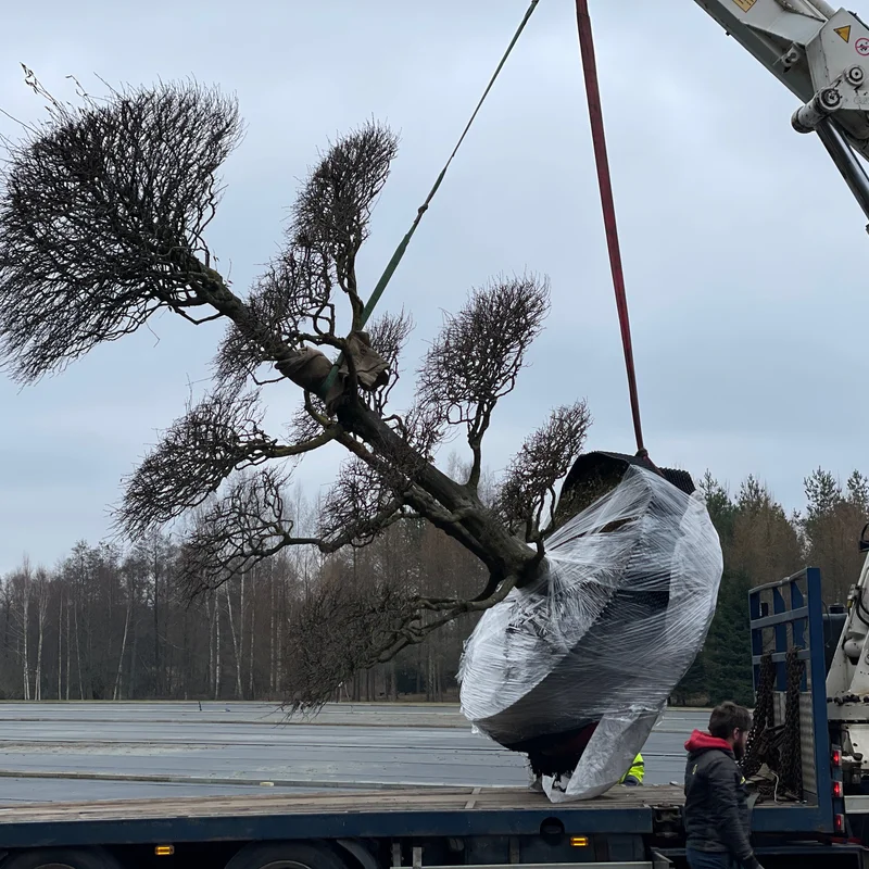 Formuotas augalas iš Europos medelyno