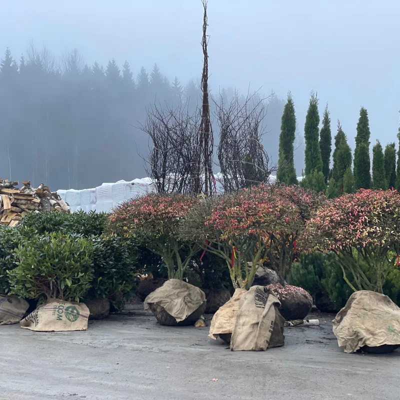 Dekoratyvinis augalas su spalvingais lapais