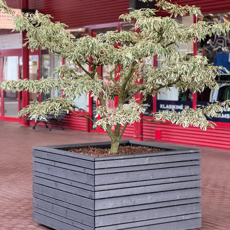 Medinis vazonas su margalapiu dekoratyviniu medeliu