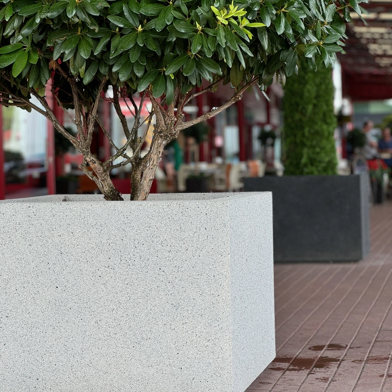 Betoninis vazonas su dekoratyviniu medeliu prie prekybos centro