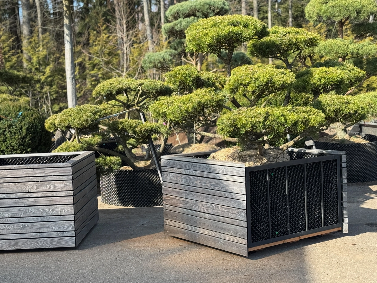 Mediniai lauko vazonai su formuotomis pušimis