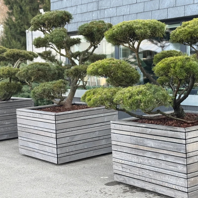 Lauko vazonas su dekoratyviniais augalais