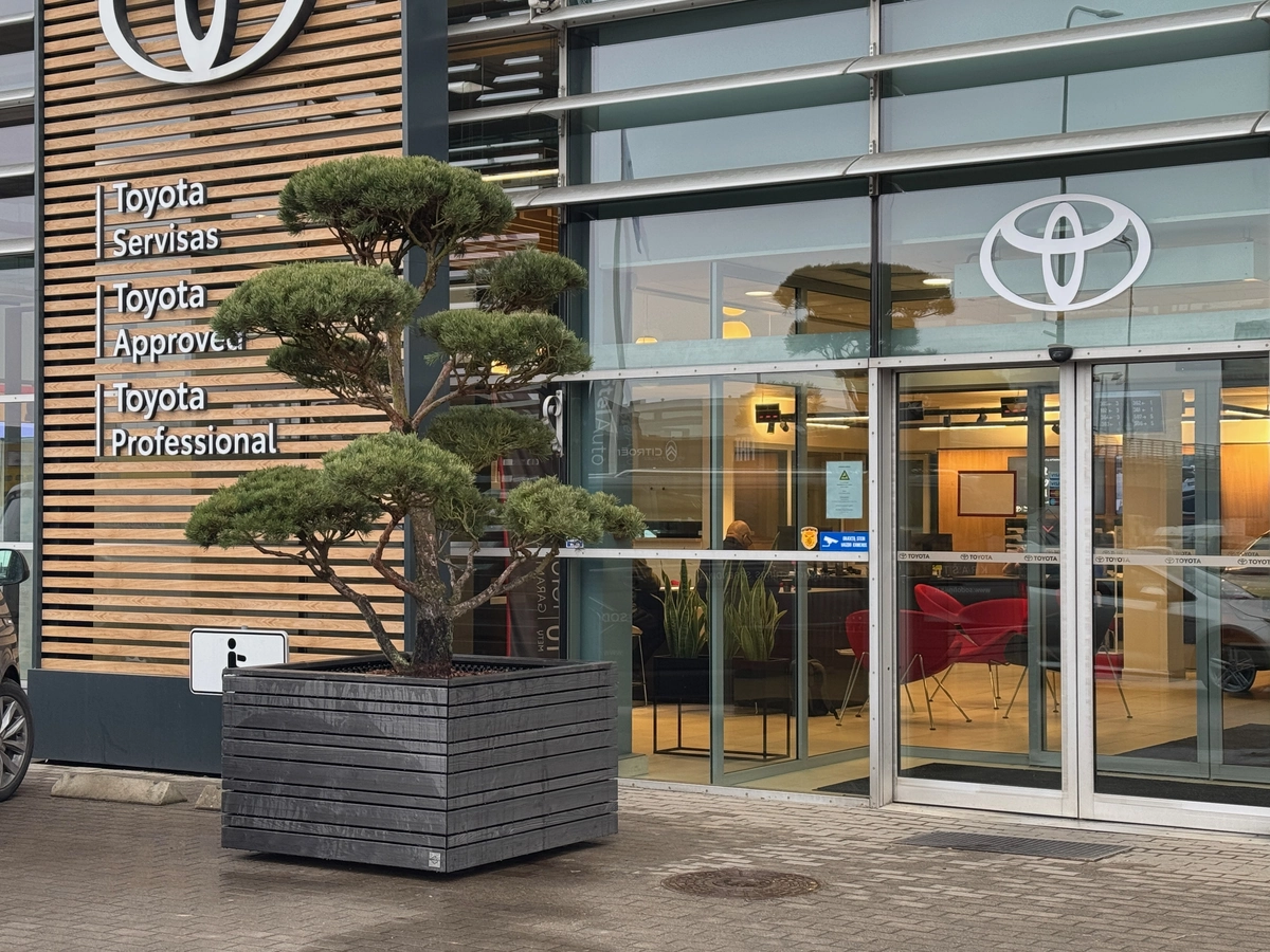 Dekoratyvinis vazonas su formuota pušimi prie pastato